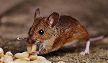 24 Hour & Emergency Exterminators in Thornburg, VA